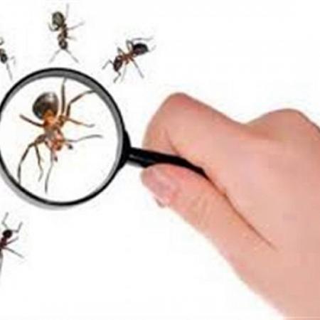 وصفة سحرية للتخلص من النمل بدون مبيدات حشرية