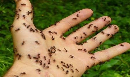 طرق بسيطة جدًا تساعدك في القضاء على النمل من المنزل