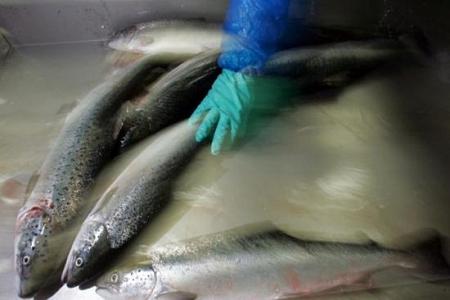 تناول الأسماك يساعد مرضى سرطان الأمعاء في البقاء أحياء