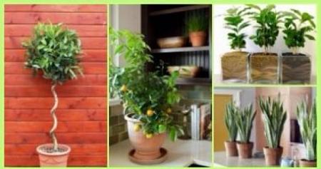 بالصور 10 نباتات ممكن تزرعيها فى البيت وهتنقى الهوا