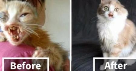 مش بس للستات بالصور كيف غيرت عمليات التجميل مصير قطة ؟