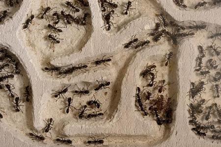 هل تعرف أن لـ النمل دورات مياه خاصة به؟!
