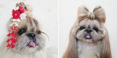 أنثى كلب أنيقة تحصل على تسريحة شعر كل يوم إليك 11 تسريحة مذهلة