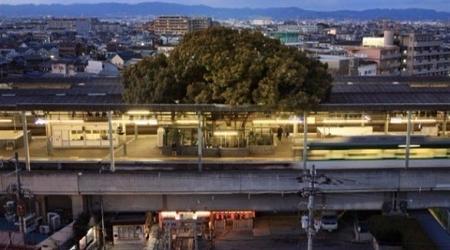 بالفيديو محطة قطار مبنية حول شجرة عمرها 700 عام