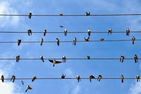 لمَ لا تصعق الطيور التي تقف على أسلاك الكهرباء ؟