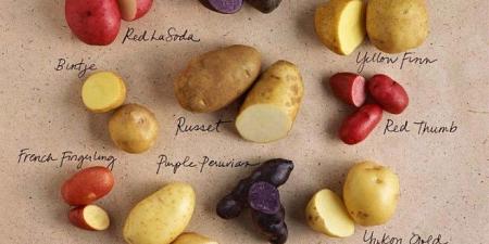 الفروق بين أنواع البطاطس واستخداماتها بالطبخ
