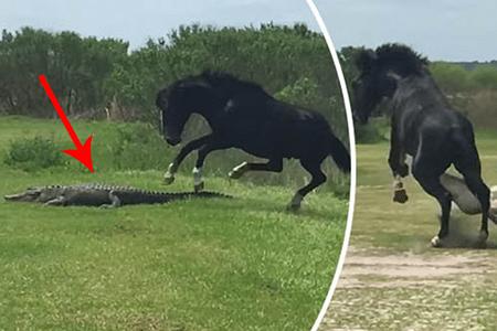 حصان يهاجم تمساحاً في مشهد استثنائي فيديو