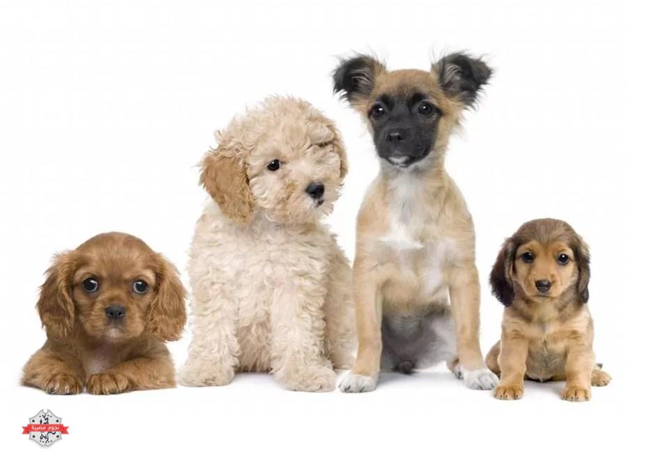 هل أنت من مُحبِّي الكلاب تعرَّف على أفضل 10 سُلالات الكلاب في العالم!؟؟