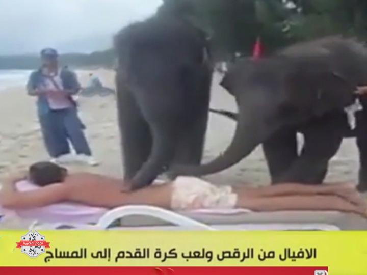 بالفيديو فيل يقوم بعمل مساج لشاب بطريقة احترافية