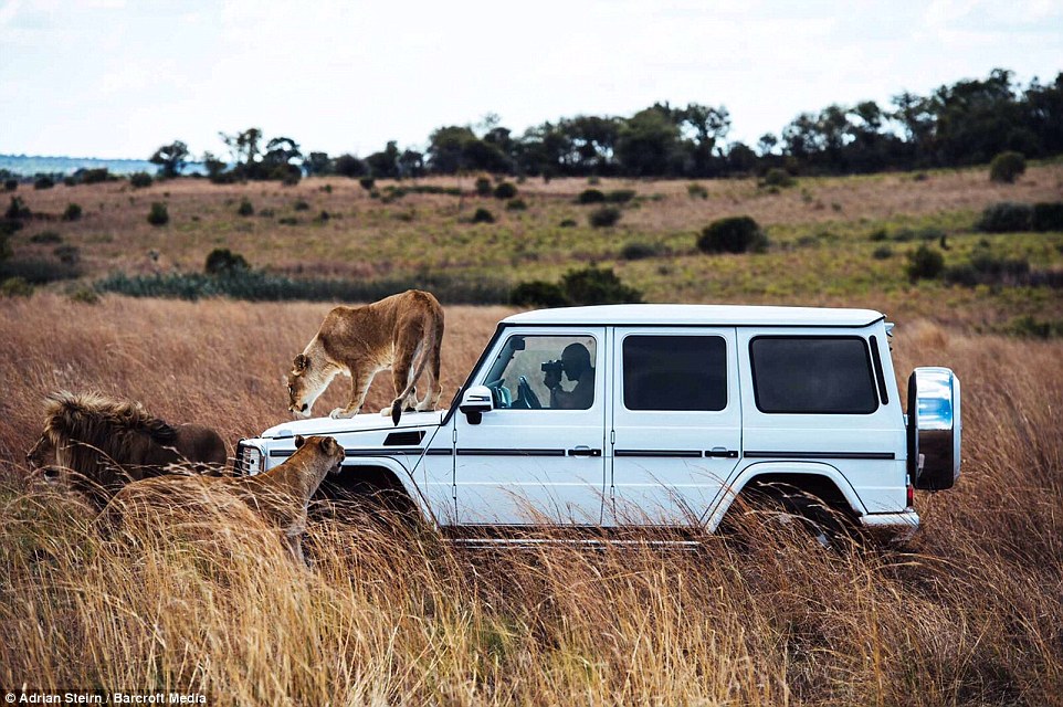 A lioness prowls across the bonnet of the car as two other members of the pride hover nearby 