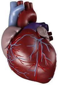9 علامات تؤكد الإصابة بأمراض القلب