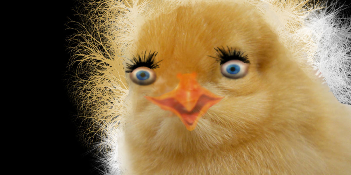 شاهد بالصور تتويج ملكة جمال الدجاج لعام 2015 