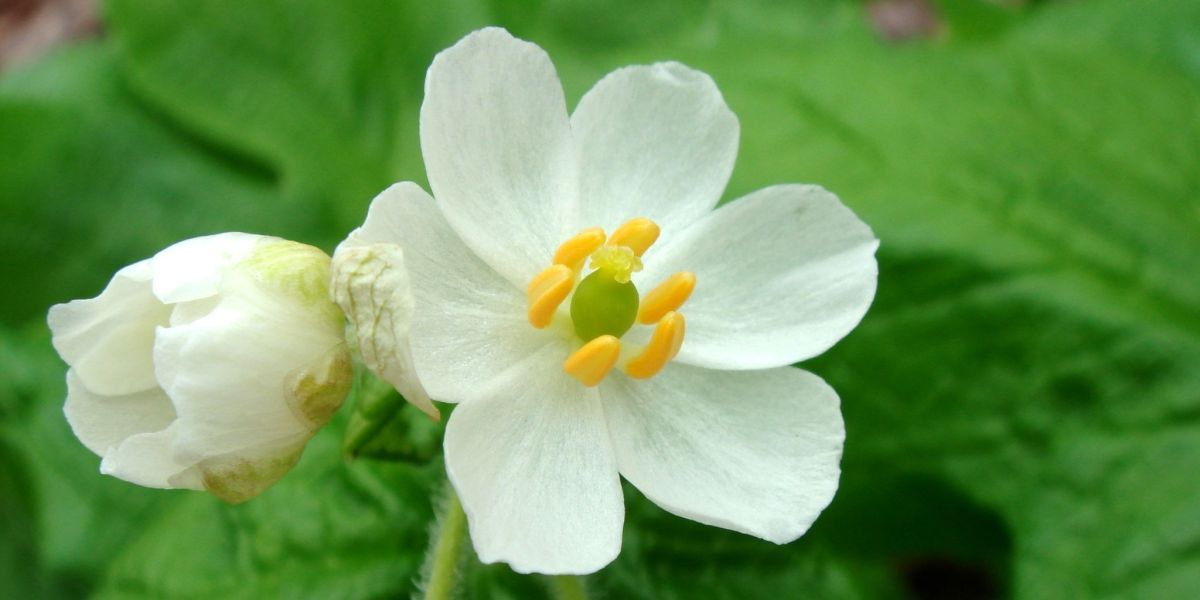 زهرة بيضاء تتحول إلى زهرة شفافة في الشتاء