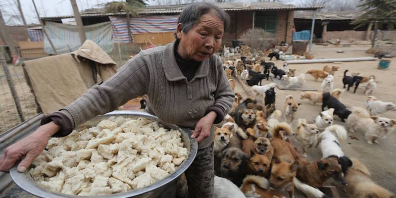 إمراة صينية مسنة تطعم 1300 كلب يومياً 