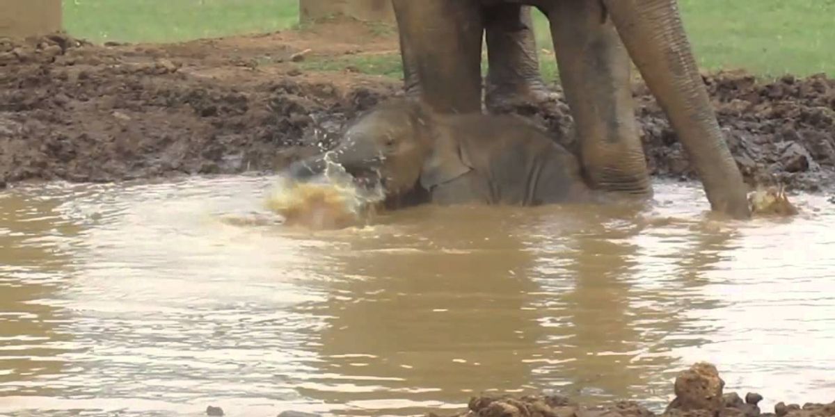شاهد معنى السعادة الحقيقية مع هذا الفيل الصغير 