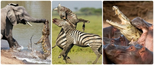 بالصور شاهد أغرب معارك الحيوانات