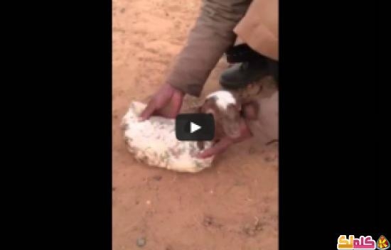 فيديو ولادة خروف بدون أرجل سبحان الله