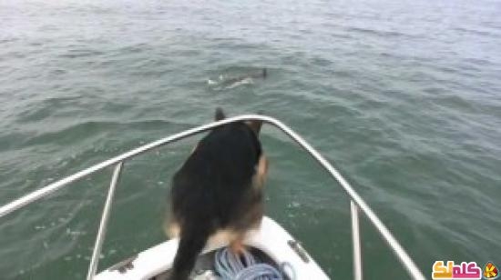 حماسة كلب تدفعه للقفز مع الدلافين فيديو