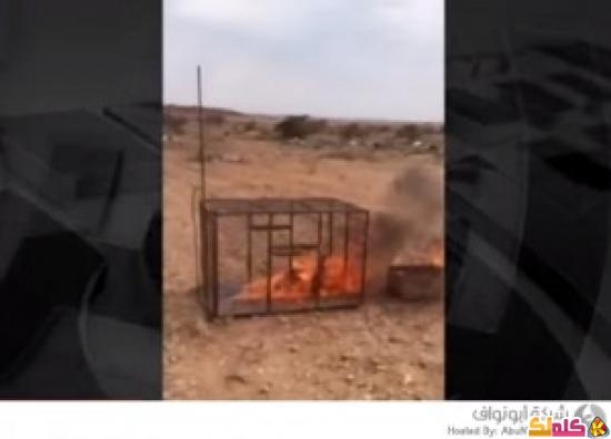 شباب يحرقون ثعلباً عقاباً له فيديو