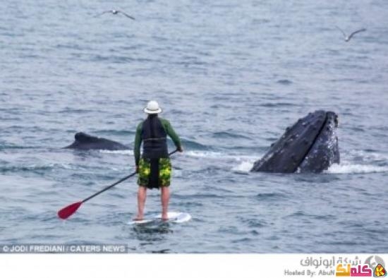 رجل يخاطر بحياته للالتقاء وجهاً لوجه مع الحيتان العملاقة 6 صور