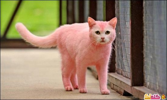 هل يوجد أحد شاهد قطة لونها وردي 