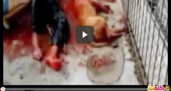 بالفيديو كلب يقتل صاحبة فيديو لأصحاب القلوب القوية فقط