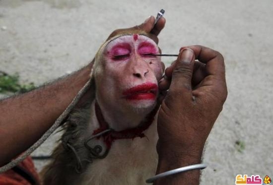 صور منوعة قرد يتزين بمساحيق التجميل في باكستان