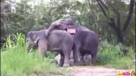 تزاوج الفيلة مشهد فريد جدا جدا