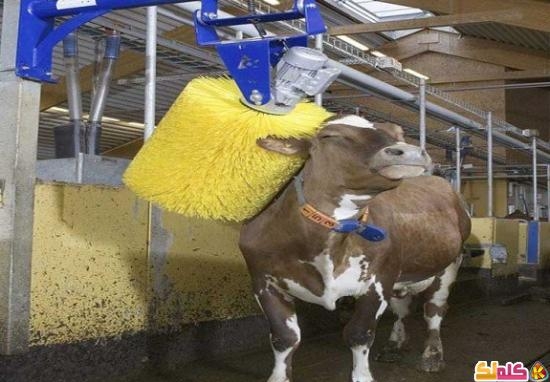 شاهد كيف تستمتع الأبقار بحياتها مع الـ هرّاشة بالكهرباء 