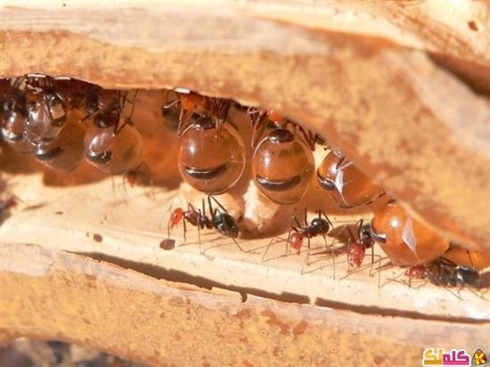 صور قدور العسل طائفة النمل التي تعاون النحل في عمله