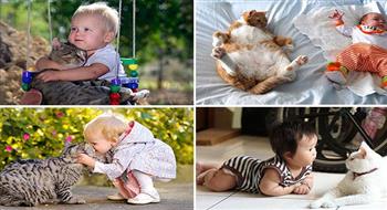 الأطفال والقطط في مجموعة من الصور المدهشة