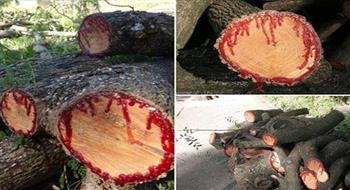 جنوب أفريقيا شجرة تنزف دما عند قطعها