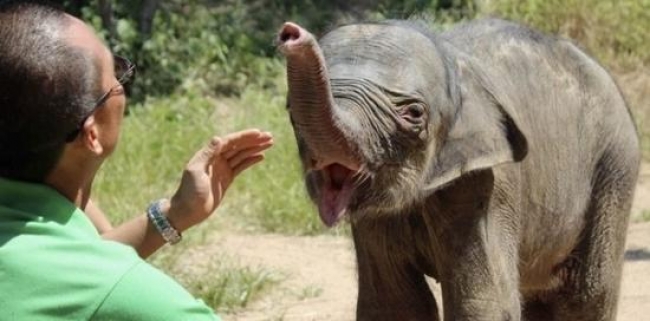بالفيديو شاهد ماذا فعل هذا الفيل الصغير مع مدربه وسط السائحين
