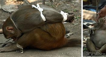 الهند القاء القبض على القرد اللص بعد مطاردة 6 أشهر