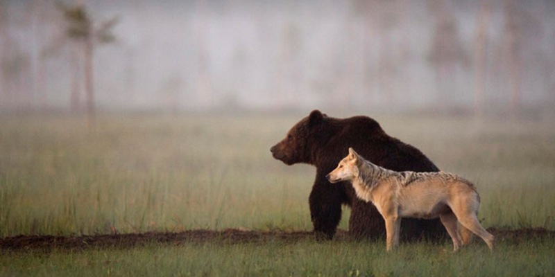 دب وذئب يشكلان أقوى صداقة بين حيوانات العالم محطمان قوانين الغابة هل ترغب في معرفة السر 