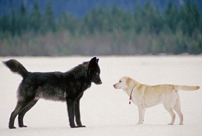 شاهد ذئباً يقترب من كلبه ما حدث بعدها كان قصة مدهشة 