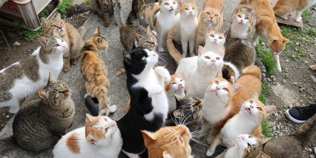 جزيرة القطط في اليابان تحتاج إلى طعام ماذا حدث عندما طلبت من الناس المساعدة 