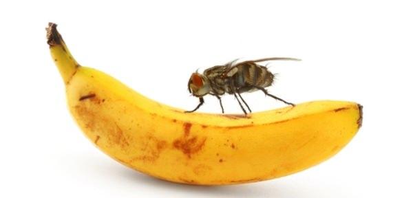 هل ذباب الفاكهة يأتي من داخل الفاكهة نفسها 
