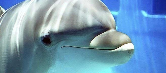 صور كيف ترى الدلافين الإنسان 