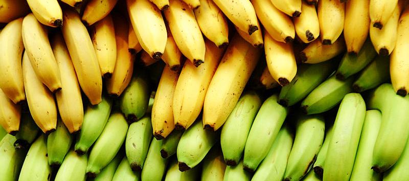 أيهما أكثر فائدة الموز الأصفر أم الأخضر 