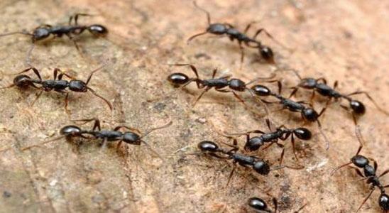 طرق سحرية فعالة جدا وطبيعية تخلصك نهائيا من هجوم النمل الشرس علي منزلك