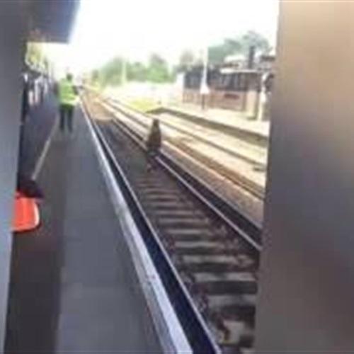 بالفيديو والصور لحظة إنقاذ امرأة مخمورة من الدهس أسفل قطار