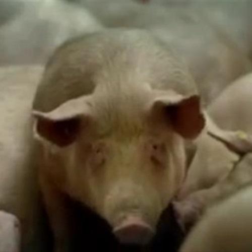 بالفيديو طريقة صناعة الجيلاتين من جلود الخنازير