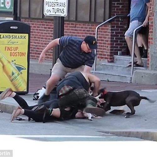 بالفيديو والصور بيتبول يفتك بكلب بيجل أمام صاحبته