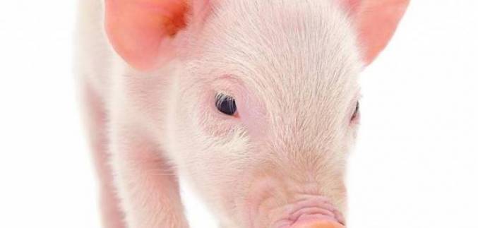 فيديو خطير صدق او لا تصدق انت تاكل الخنزير منذ طفولتك