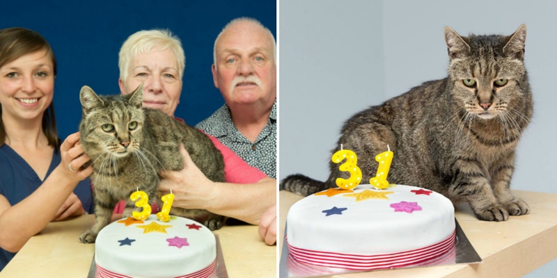 تعرّف على أكبر قطط العالم يبلغ من العمر 31 عاماً ويساوي عمره 141 عاماً من عمر البشر