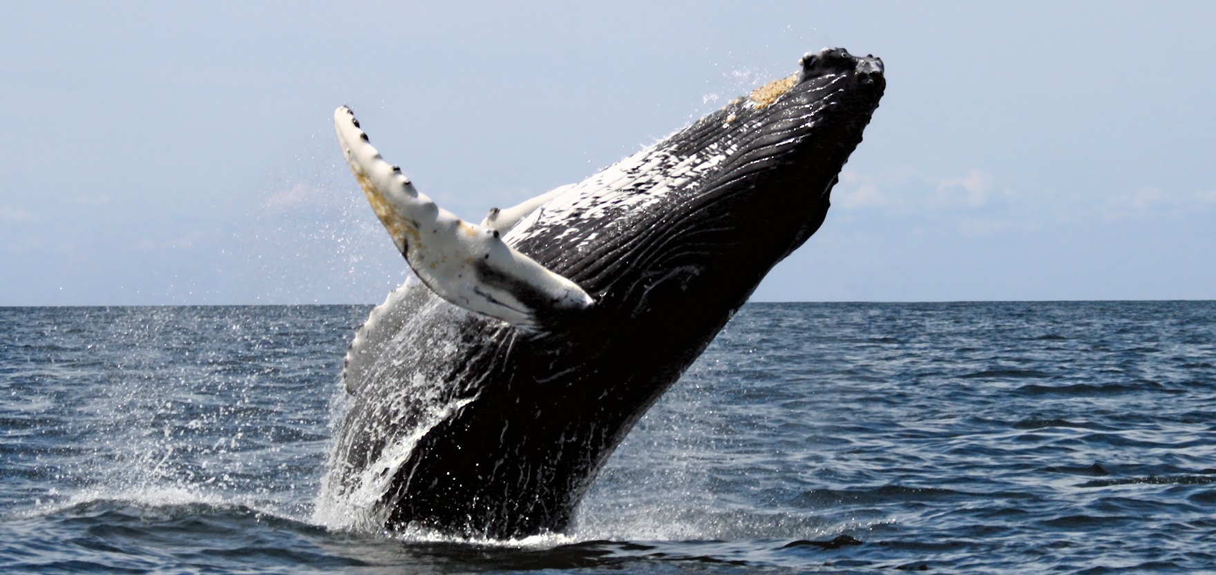 لماذا تقفز الحيتان أثناء السباحة 
