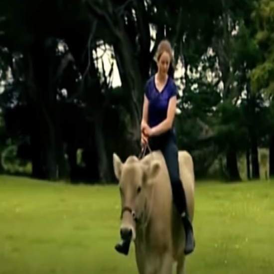 فيديو فتاة تحول بقرة الى حصان أصيل 