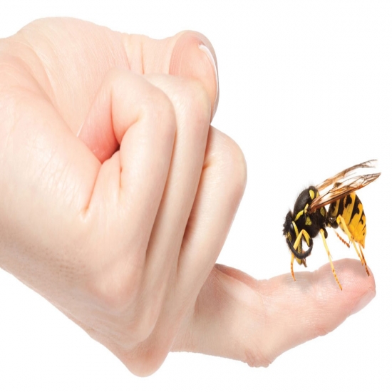 العلاج بسم النحل هل يمكن أن يكون فعال لكثير من الأمراض 