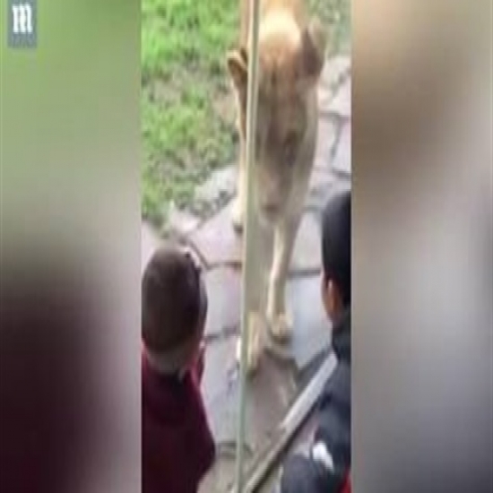 بالفيديو لحظة هجوم أسد على طفلة أمام والدتها